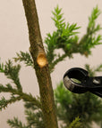Knobbel Tang