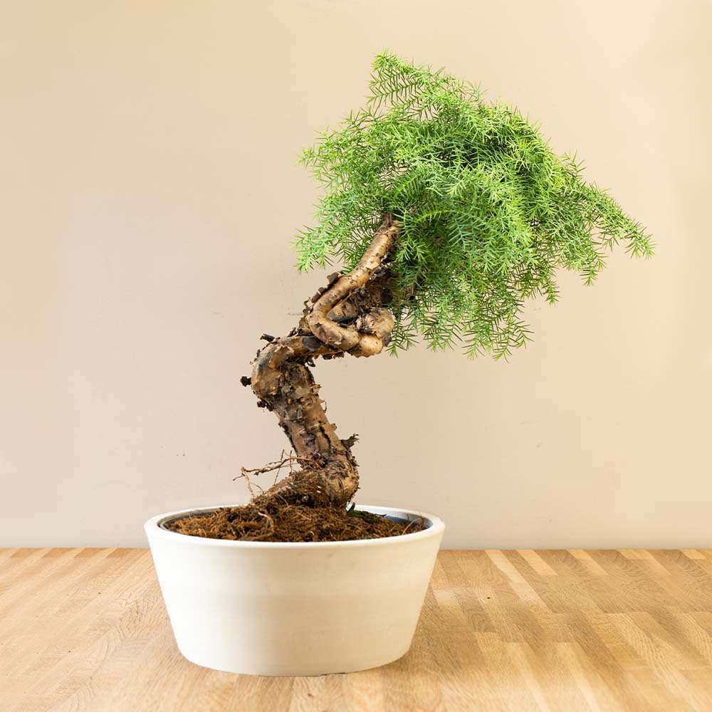 araucaria bonsai tree Araucaria Daija